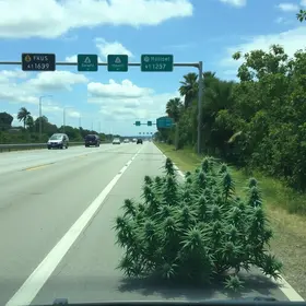 129,8 kg de maconha